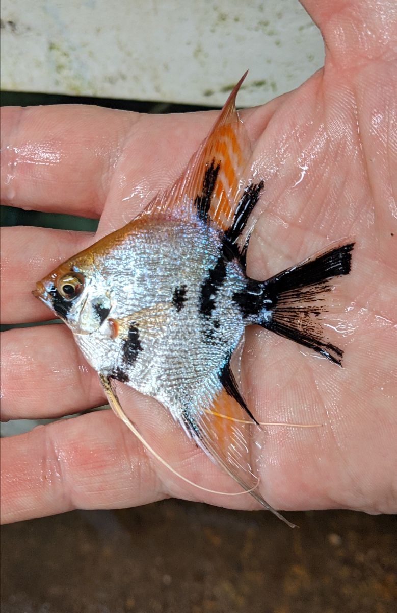 Angelfish Fast Shipping, High Quality, Low Pricing. All Angelfish Tank Raised in our Florida